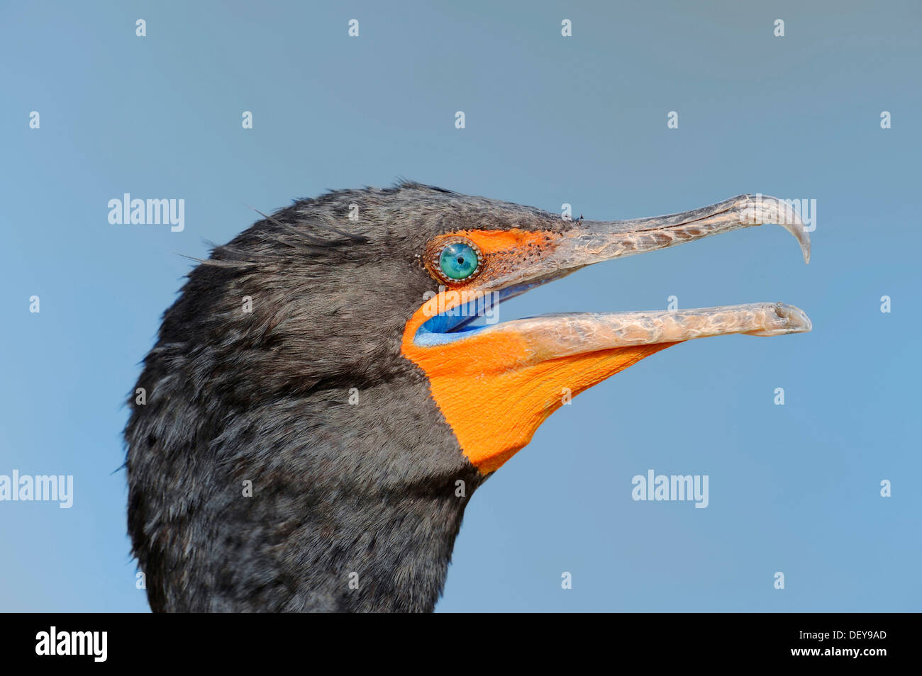 Doppel-crested Kormoran (Phalacrocorax Auritus), Porträt, Everglades-Nationalpark, Florida, Vereinigte Staaten von Amerika Stockfoto