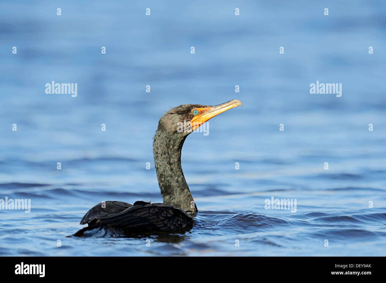 Doppel-crested Kormoran (Phalacrocorax Auritus), Everglades Nationalpark, Everglades Nationalpark, Florida, Vereinigte Staaten Stockfoto