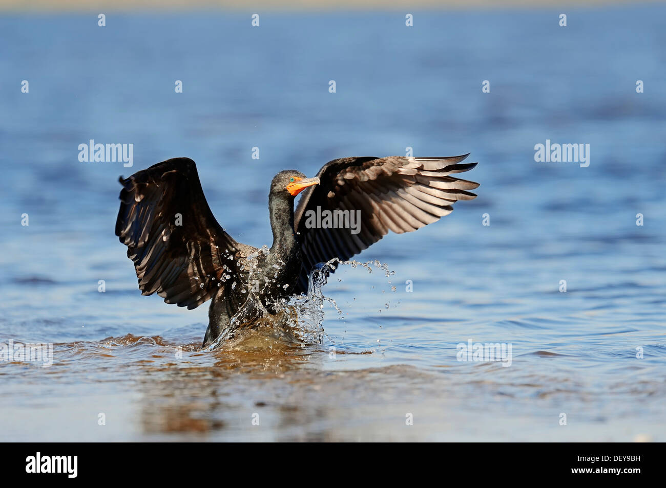 Doppel-crested Kormoran (Phalacrocorax Auritus) Landung im Wasser, Everglades Nationalpark Everglades Nationalpark Stockfoto