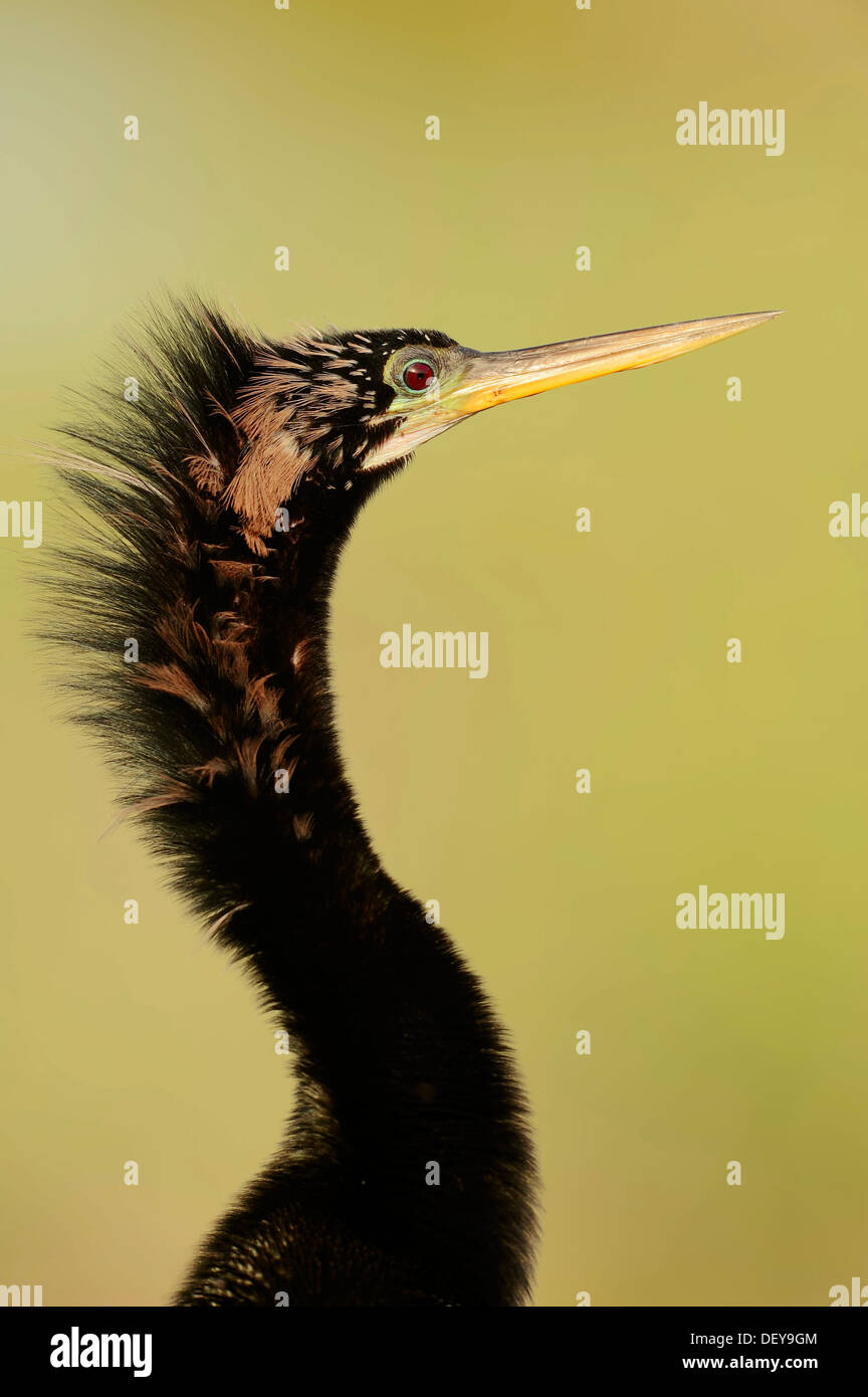 Amerikanische Anhinga oder Snake-Vogel (Anhinga Anhinga), Männlich, Porträt, Everglades-Nationalpark, Florida, Vereinigte Staaten von Amerika Stockfoto
