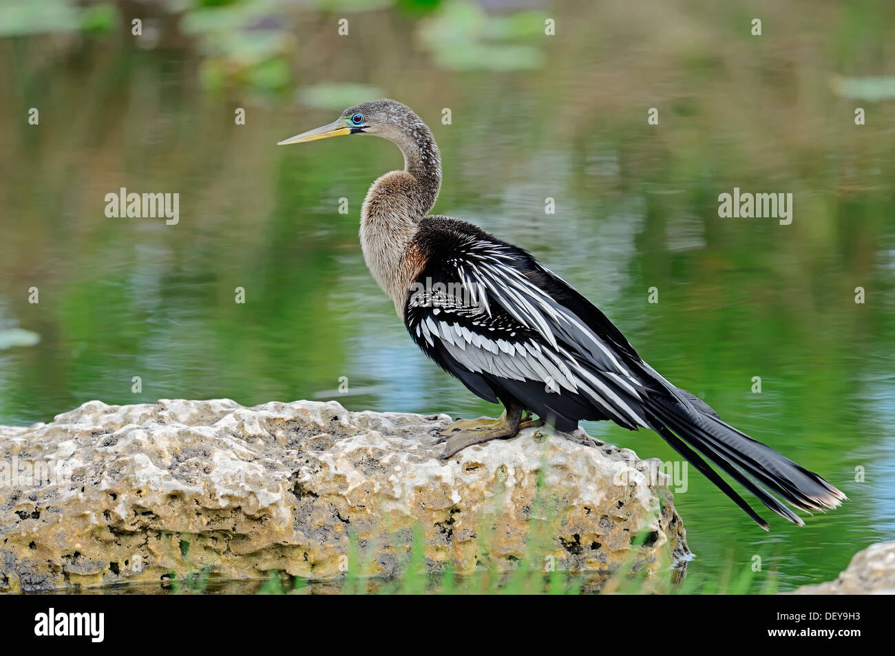 Amerikanische Anhinga oder Snake-Vogel (Anhinga Anhinga), Weiblich, Everglades-Nationalpark, Florida, Vereinigte Staaten von Amerika Stockfoto
