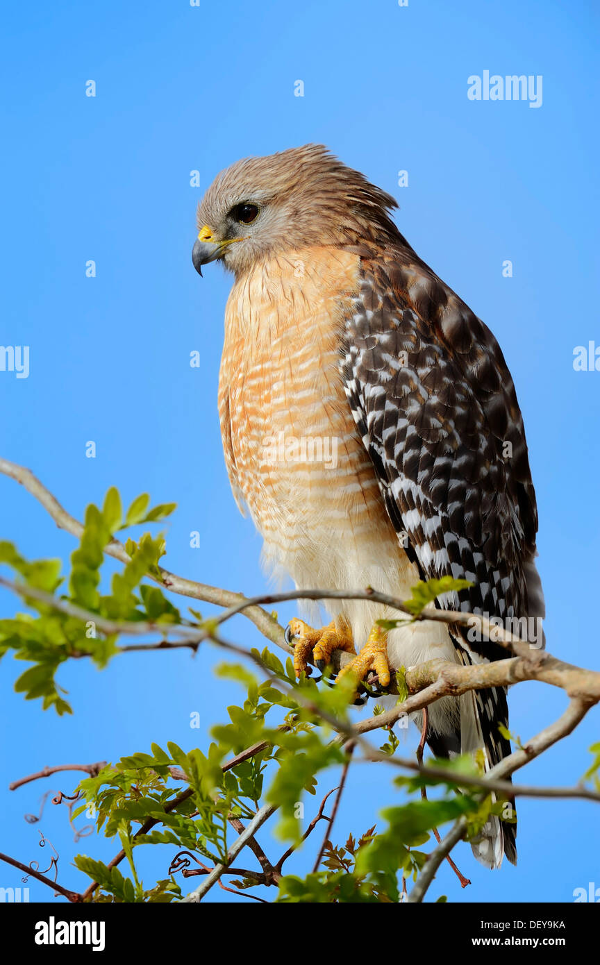 Rot-geschultert Falke (Buteo Lineatus), Myakka River State Park, Florida, Vereinigte Staaten von Amerika Stockfoto