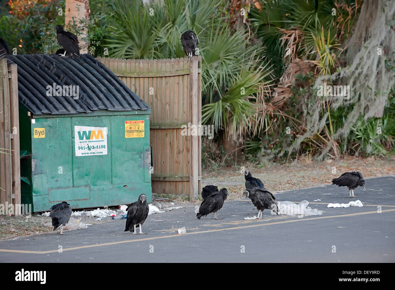 Mönchsgeier (Coragyps Atratus), Altvögel vor einem Müllcontainer, Florida, Vereinigte Staaten Stockfoto