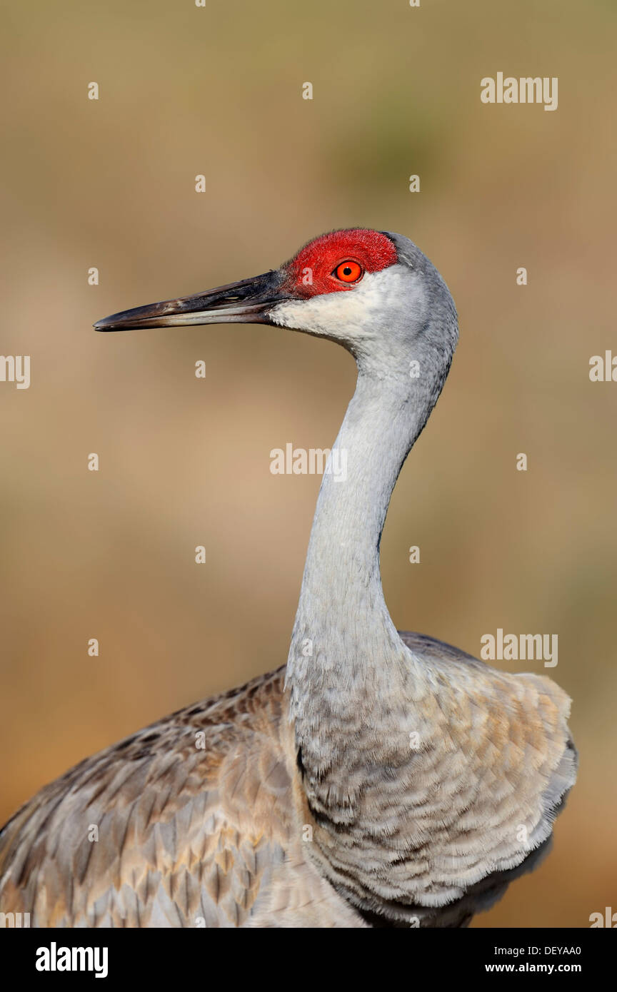 Florida Sandhill Kran (Grus Canadensis Pratensis), Florida, Vereinigte Staaten Stockfoto