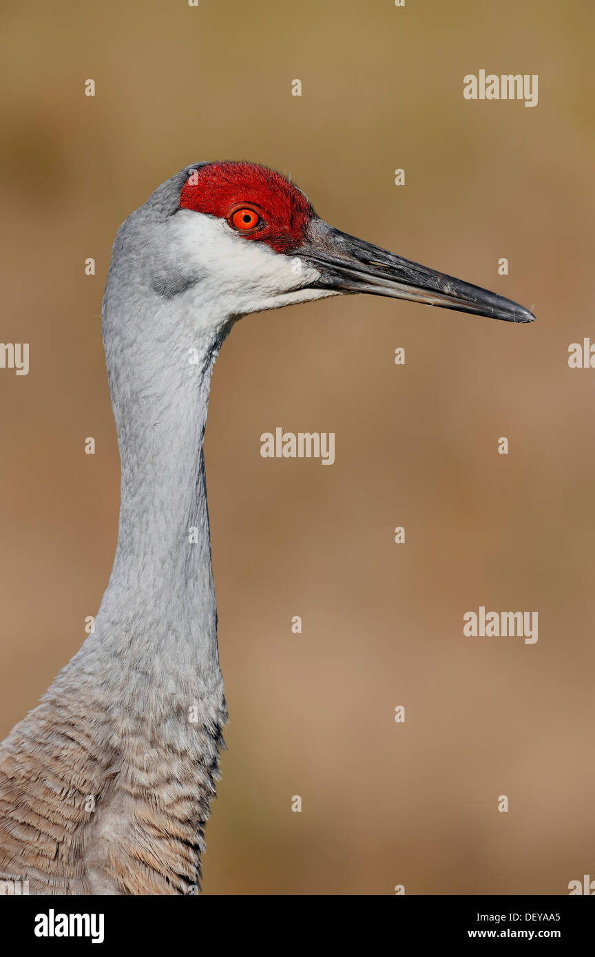 Florida Sandhill Kran (Grus Canadensis Pratensis), Porträt, Florida, Vereinigte Staaten Stockfoto