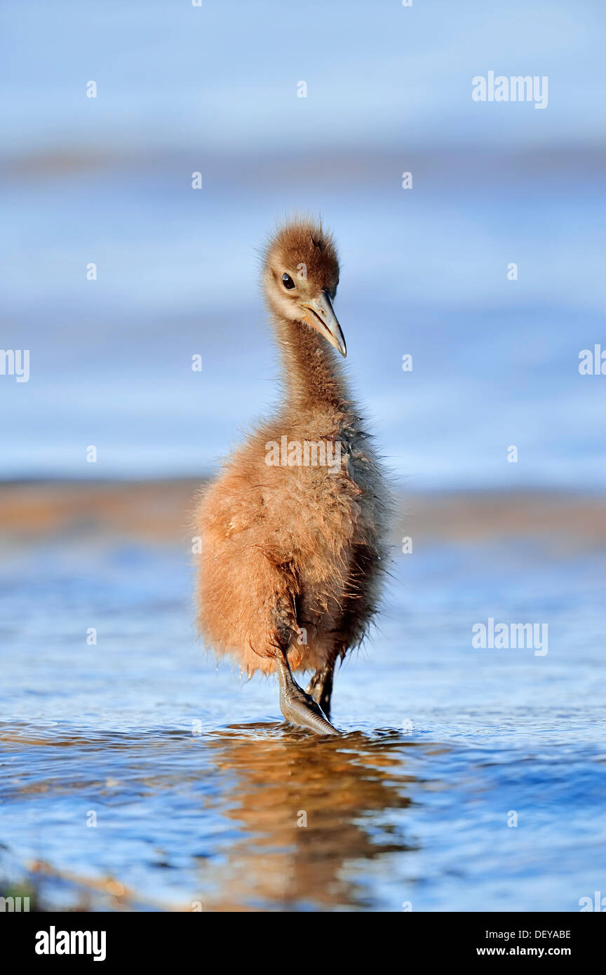 Limpkin (Aramus Guarauna Pictus), Küken in den Wasser, Florida, Vereinigte Staaten Stockfoto