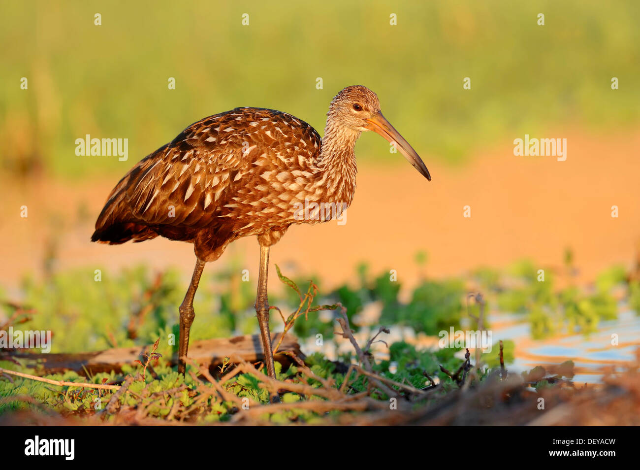 Limpkin (Aramus Guarauna Pictus), Florida, Vereinigte Staaten Stockfoto