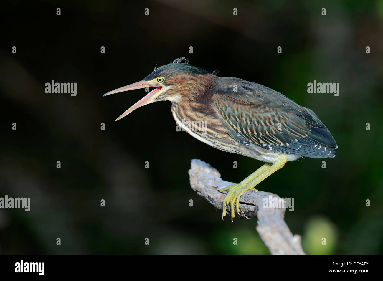 Grün-Reiher (Butorides Striatus Virescens, Butorides Virescens), Jugendlicher, mit der Aufforderung, Everglades-Nationalpark, Florida Stockfoto