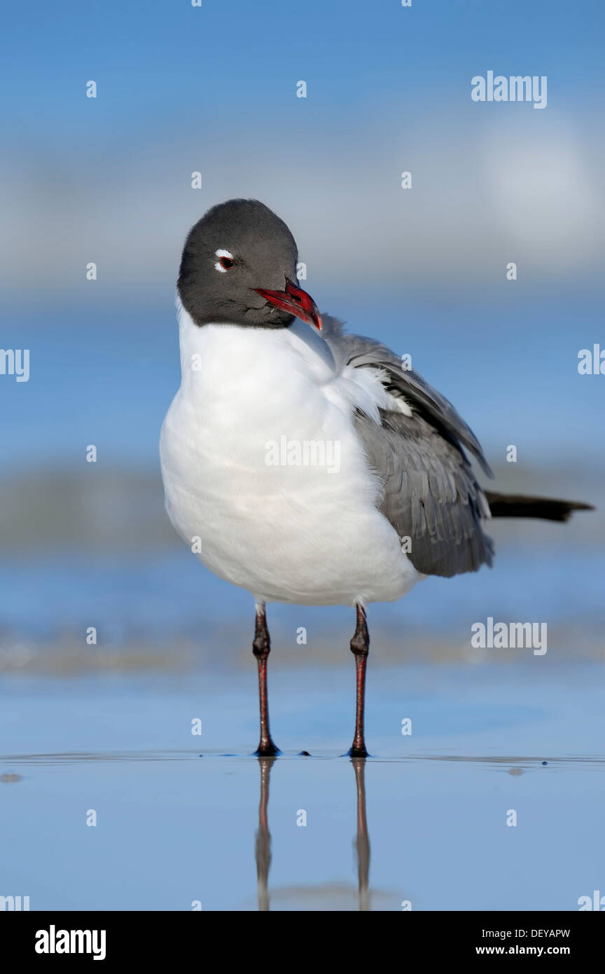 Lachen Gull (Larus Atricilla), Florida, Vereinigte Staaten Stockfoto