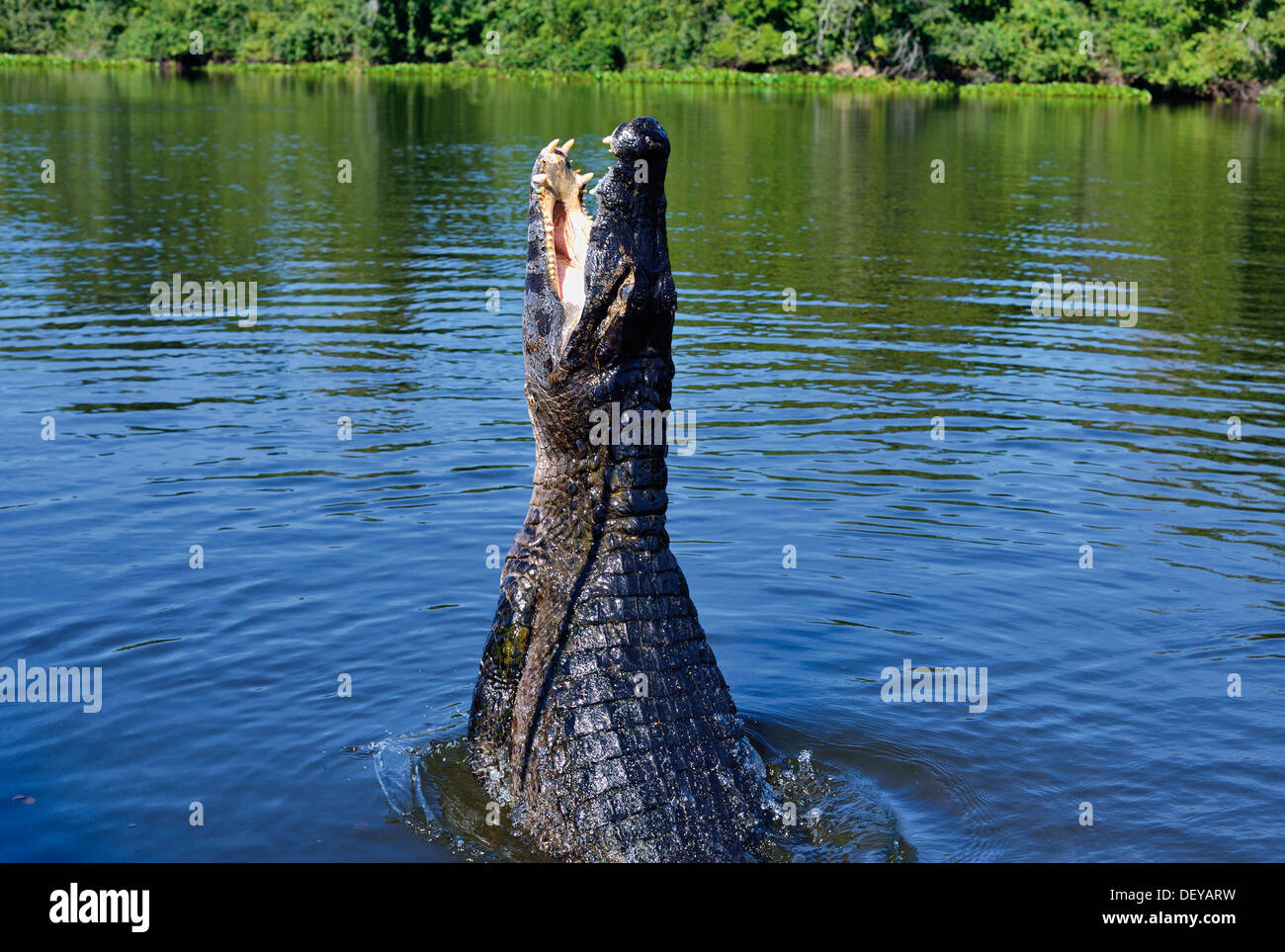 Brasilien, Pantanal: Riesige Yacare Kaiman (Caiman Yacare) springen aus dem Wasser Stockfoto