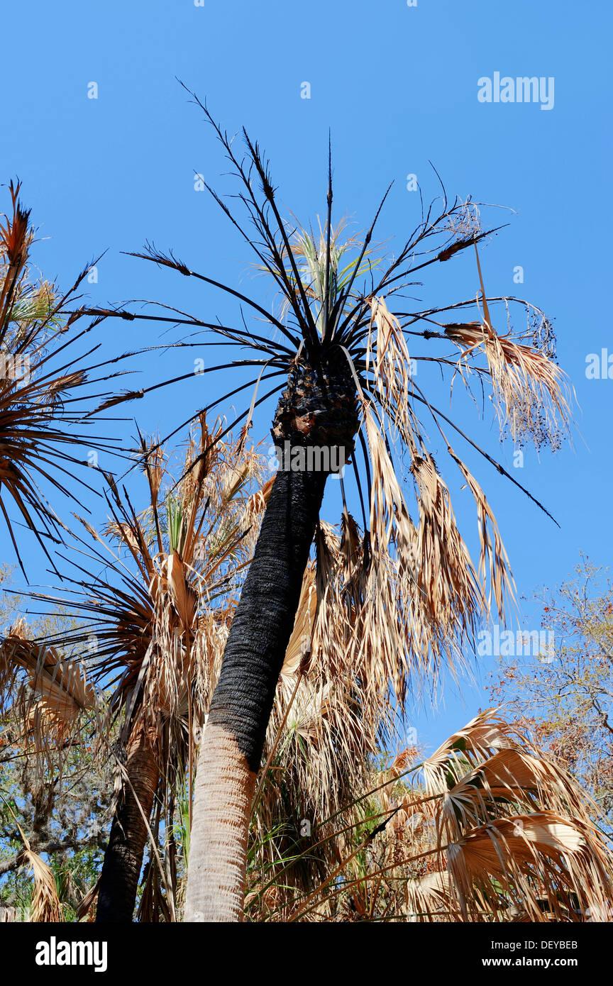 Sabal Palmetto, Sabal-Palme oder Palmettopalme (Sabal Palmetto) nach einem Waldbrand, Fort De Soto Park, Florida, Vereinigte Staaten von Amerika Stockfoto