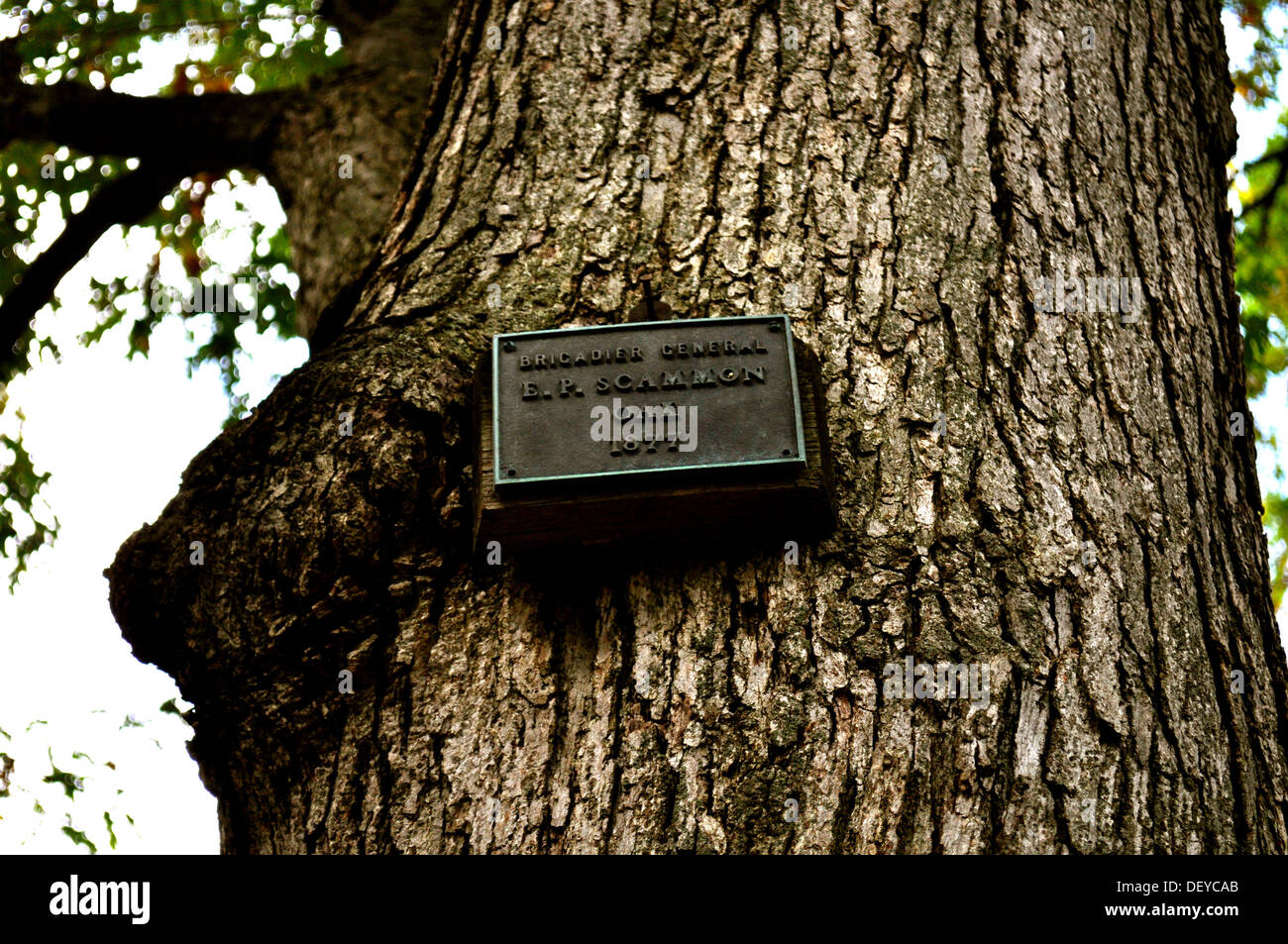 Baum - Brigadegeneral Scammon Eiche 1877 Stockfoto