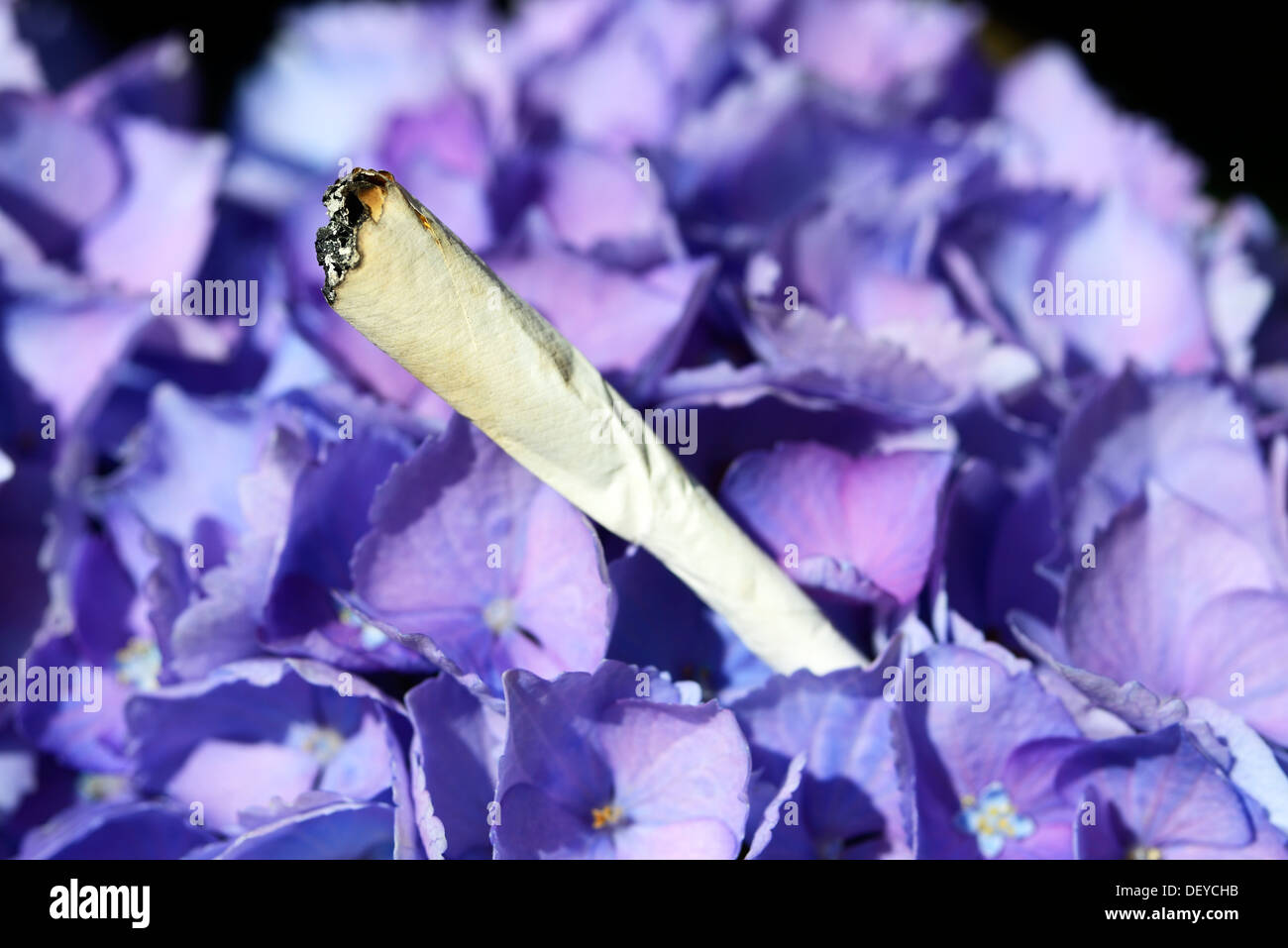 Gemeinsame Joint Auf Einer Hortensie, Rauchen auf eine Hortensie, Hortensie Blätter, Rauch von Hortensienblättern Stockfoto