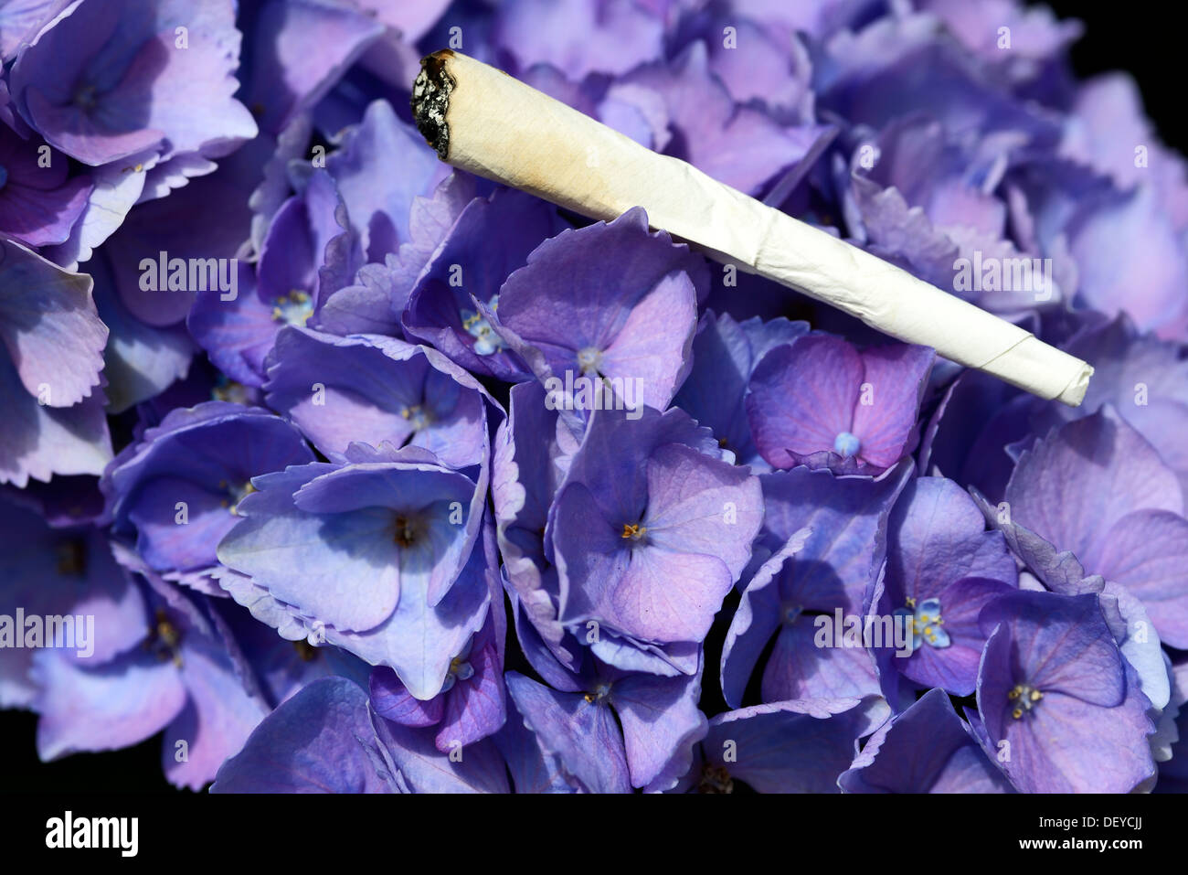 Gemeinsame Joint Auf Einer Hortensie, Rauchen auf eine Hortensie, Hortensie Blätter, Rauch von Hortensienblättern Stockfoto