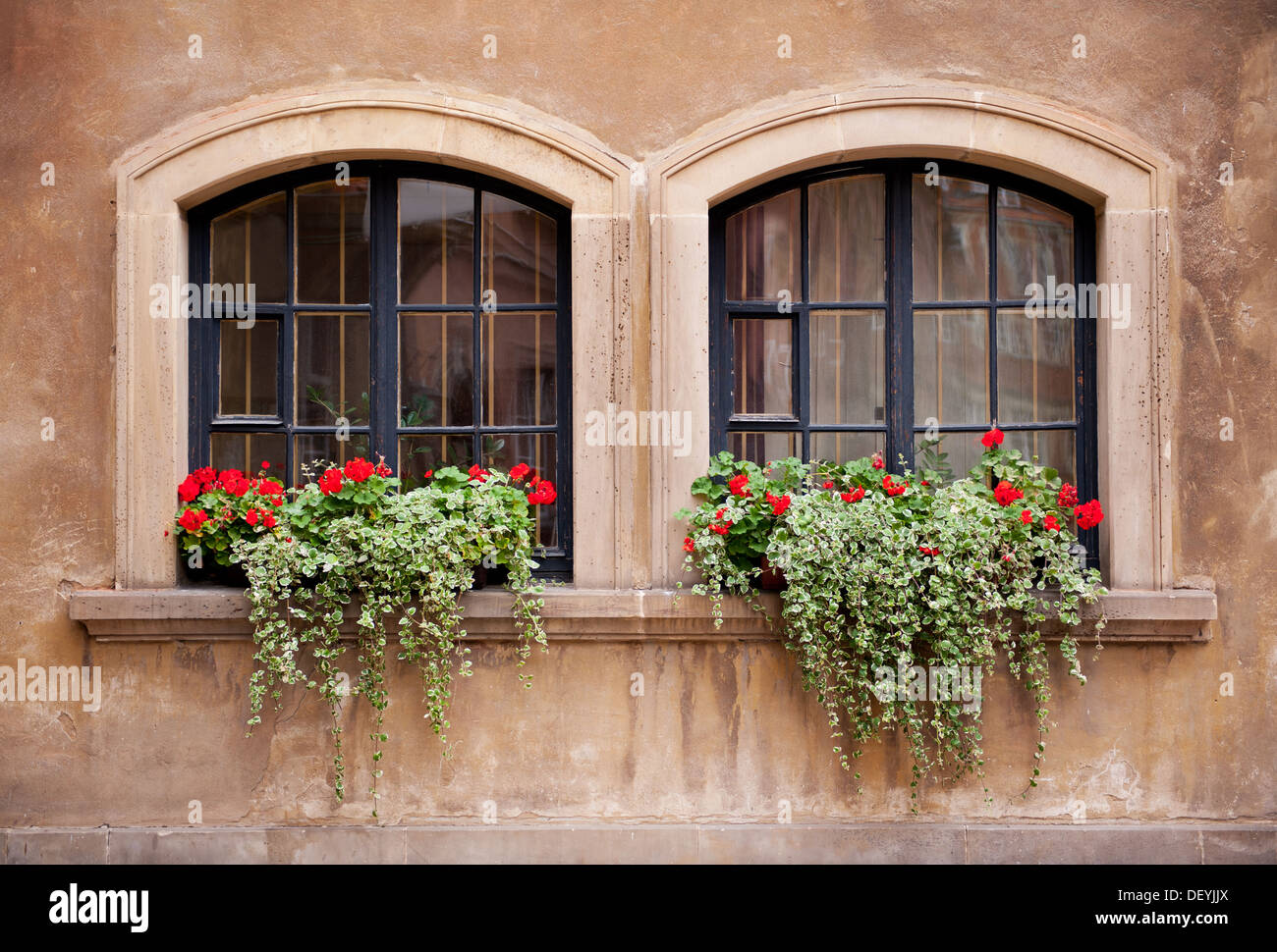 Plectranthus Coleoides und roten Pelargonien Stockfoto