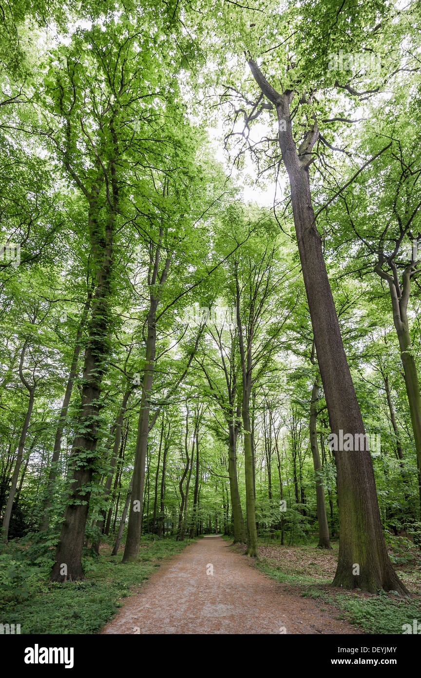 Gehweg in Schloss Benrath Schlosspark Benrath, Düsseldorf, Rheinland, Nordrhein-Westfalen, Deutschland Stockfoto