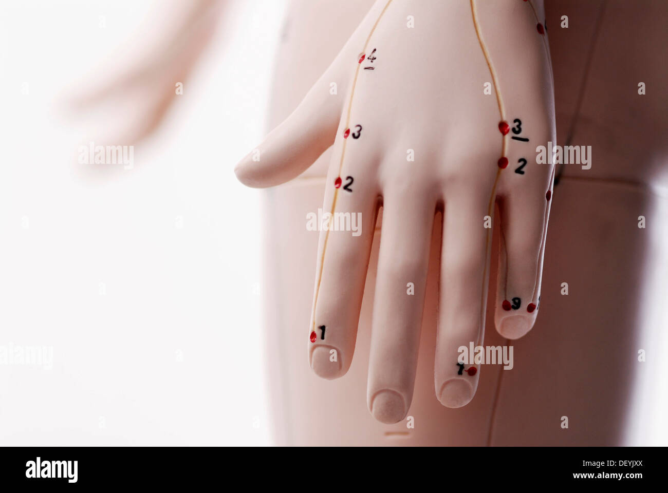 Anatomisches Modell, Hand mit Akupunktur-Punkte Stockfoto