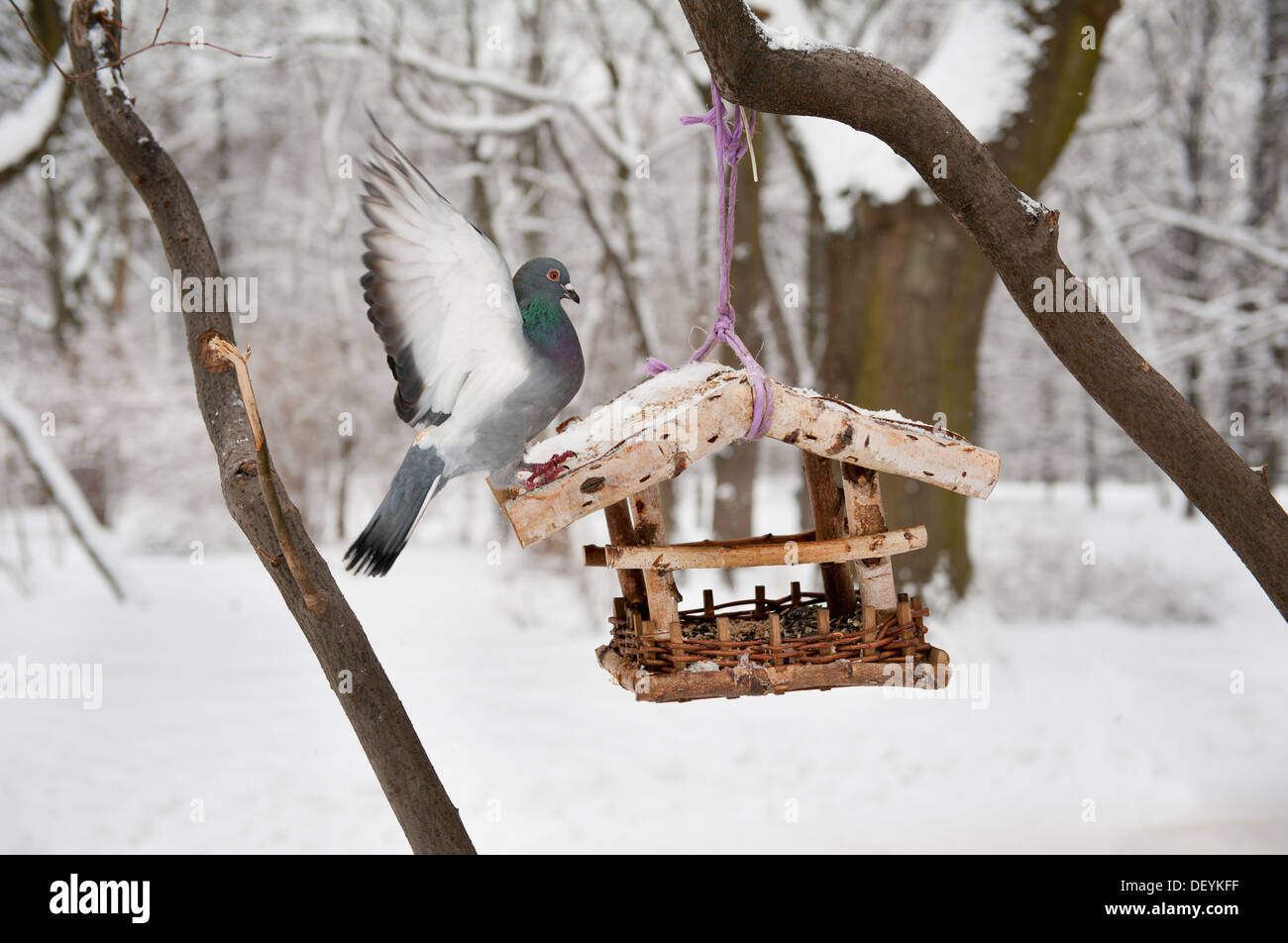 hungrige Taube sitzt am Futterhäuschen Stockfoto
