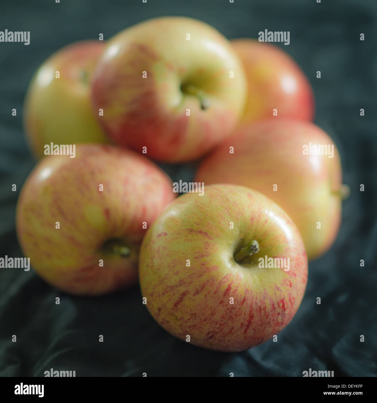 Sechs Gala Äpfel auf schwarzem Hintergrund Stockfoto