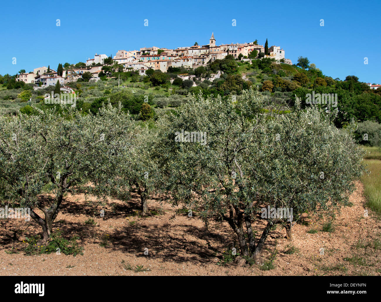 Montfort Olivenbäume Alpes de Haute Provence Frankreich Französisch Stockfoto