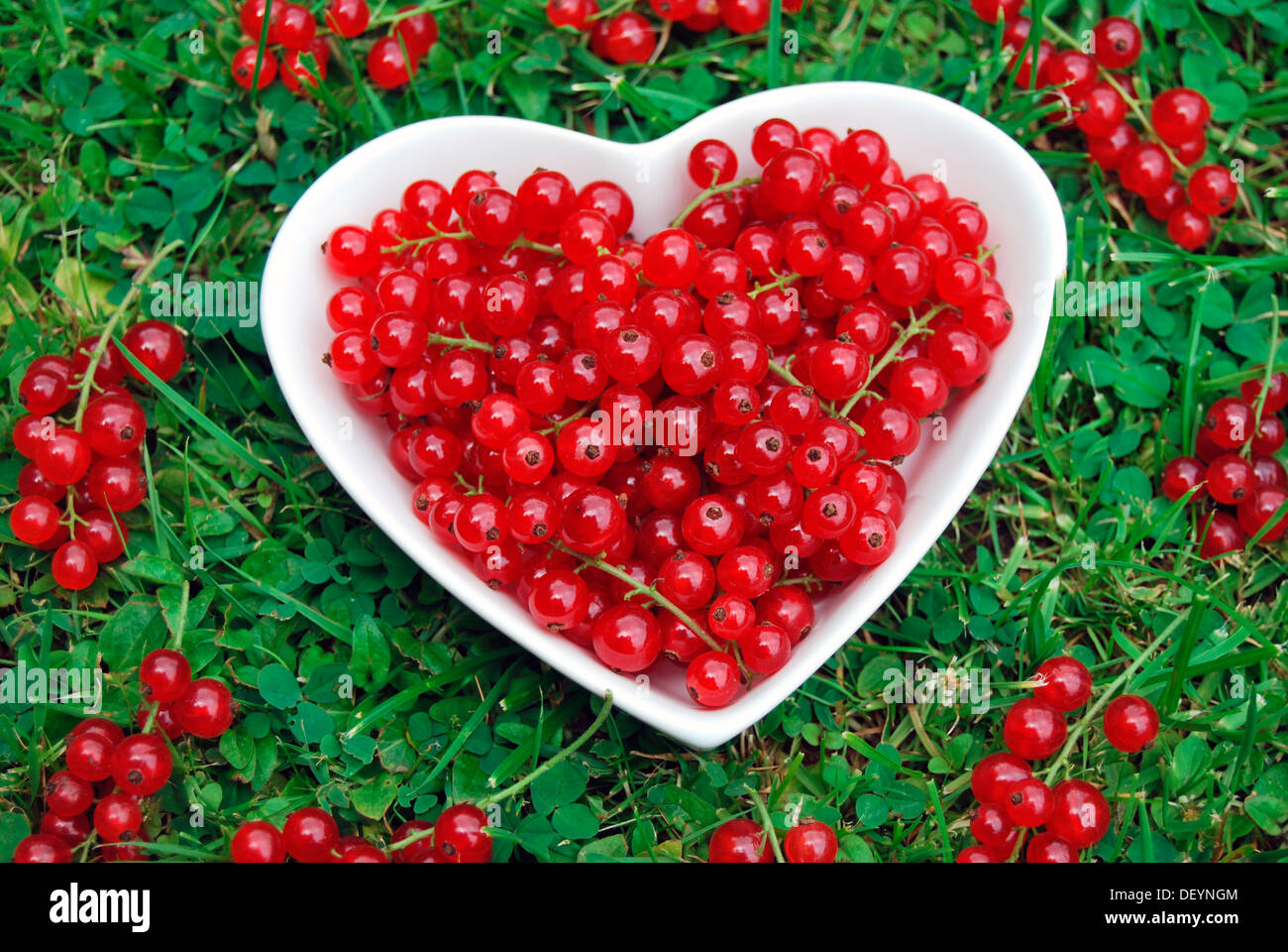 Rote Johannisbeere (Ribes Rubrum) in einer herzförmigen Porzellanschüssel Stockfoto