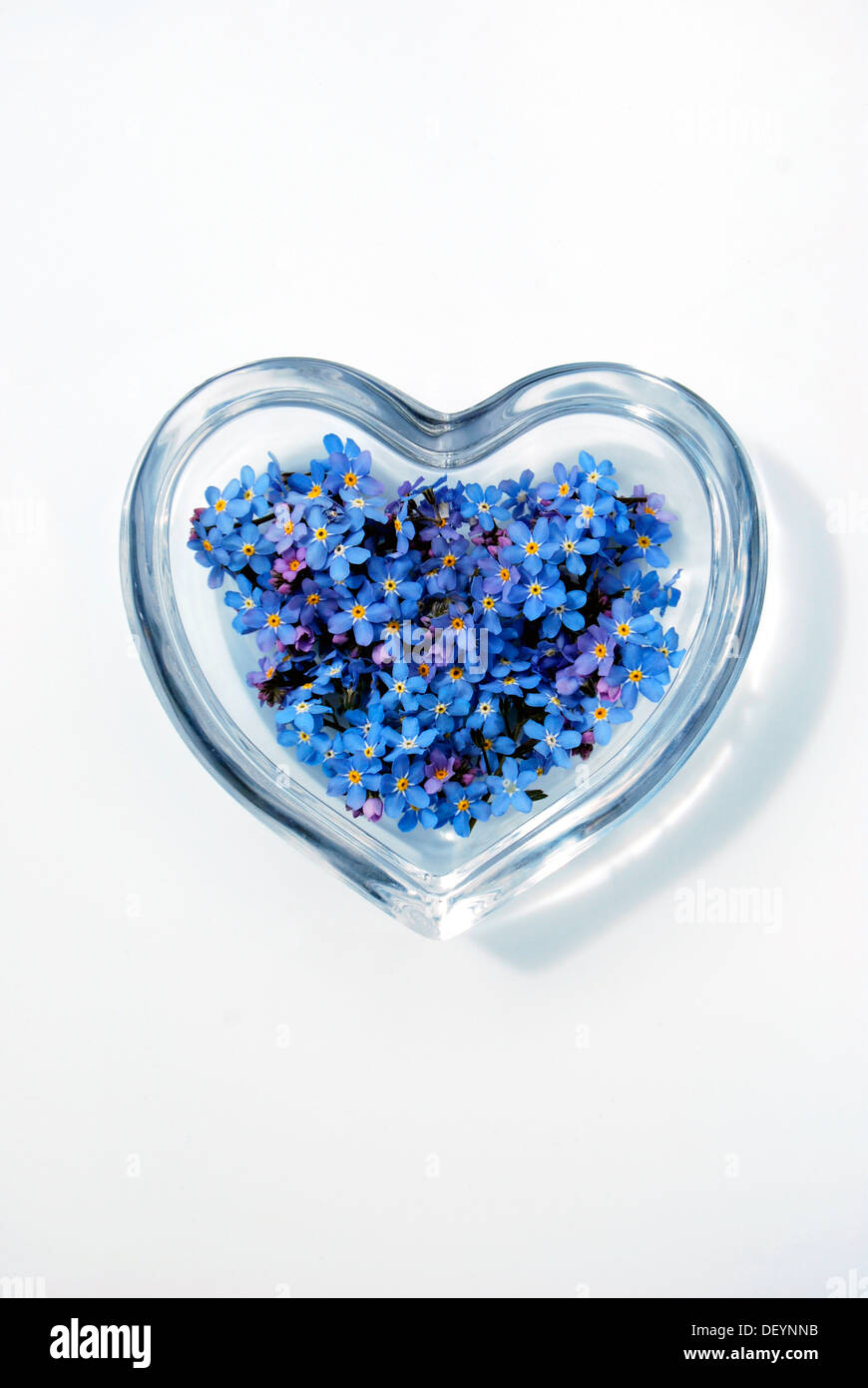 Vergissmeinnicht Blumen (Myosotis Sylvatica) in einer herzförmigen Glasschale Stockfoto