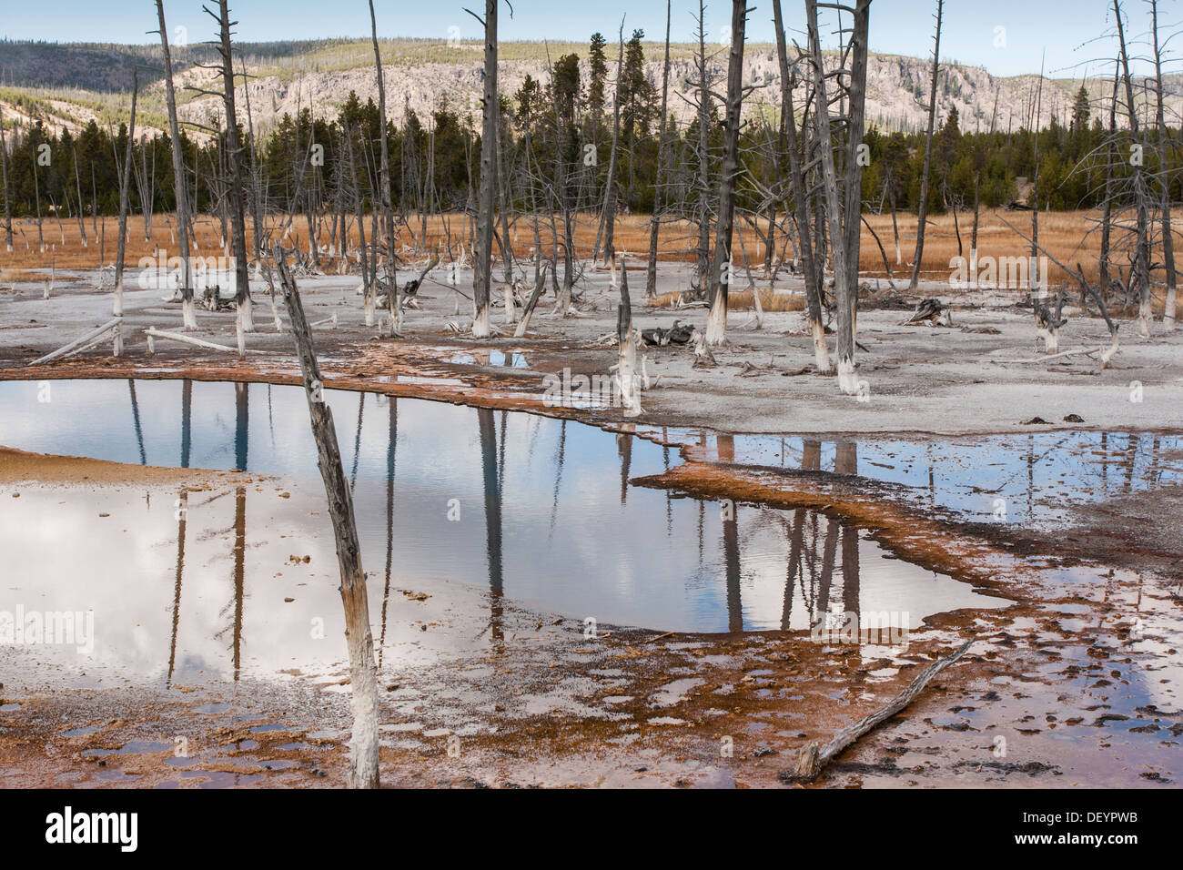 Tote Bäume im flachen Wasser, opalisierend Pool, schwarzen Sand Basin, Yellowstone-Nationalpark, Wyoming, USA Stockfoto