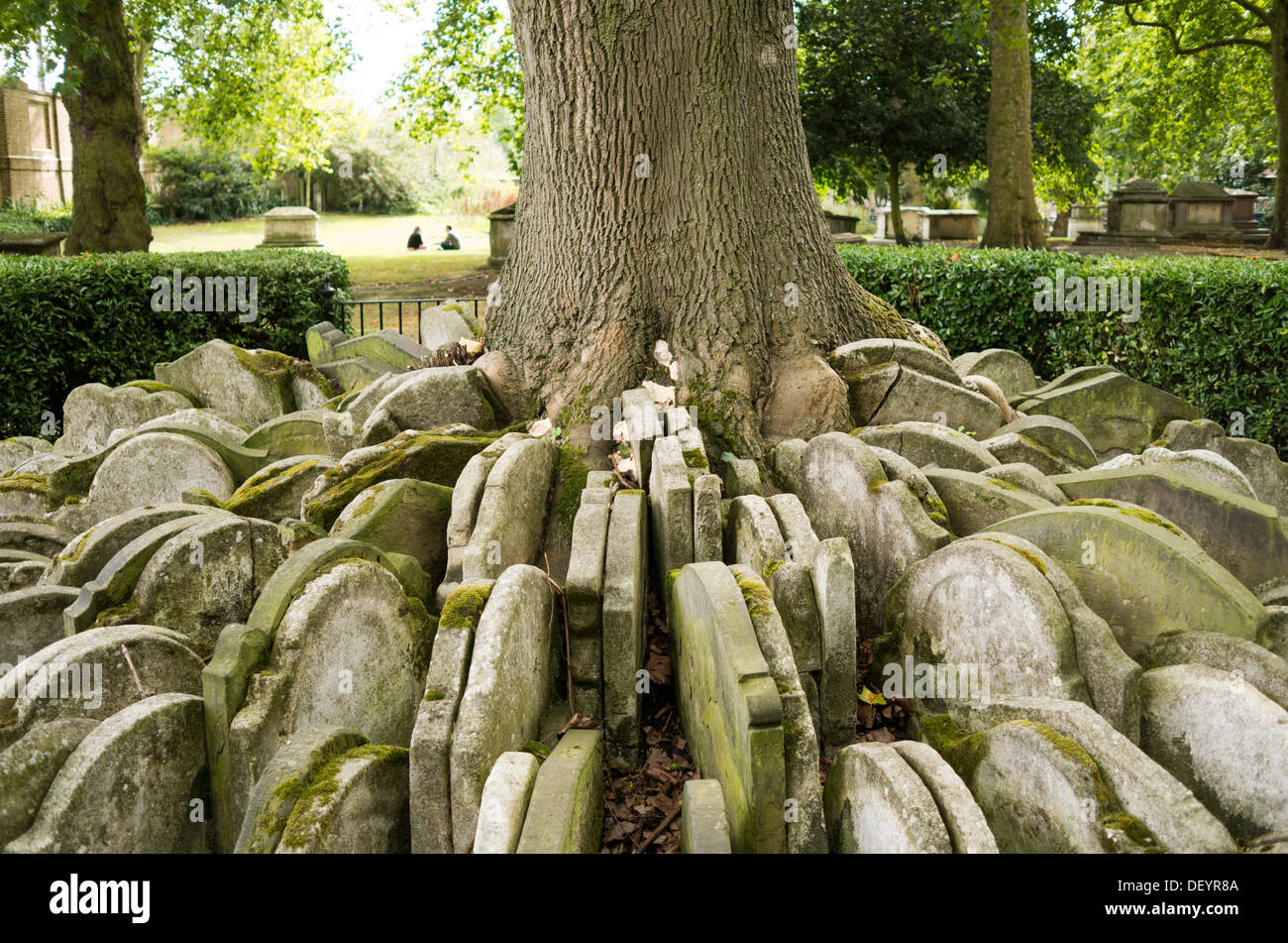 Hardy Baum, alte St Pancras Kirchhof, King Cross, London. Stockfoto