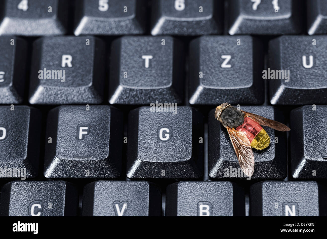 Fliegen Sie in deutschen Nationalfarben auf einer Computertastatur, symbolisches Bild für die Bundes-Trojaner Stockfoto