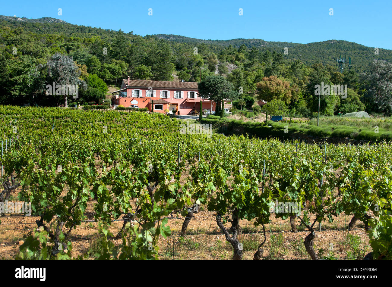 Domaine du Noyer Frankreich Wein Ernte Vintage Trauben Weinberg Landwirtschaft Cotes de Provence Stockfoto