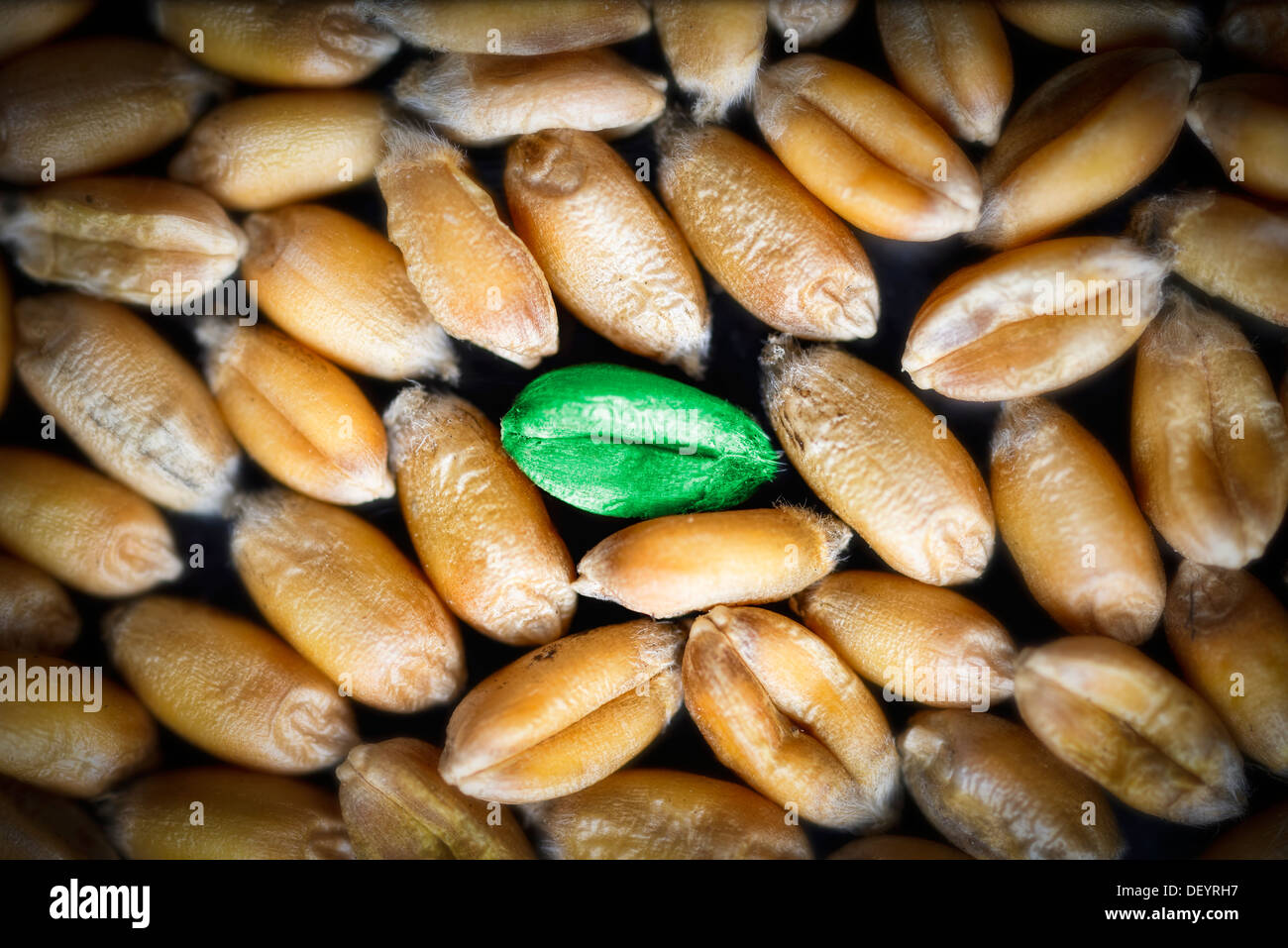 Grüne Weizenkorn, symbolische Foto genetische Weizen, Grünes Weizenkorn, Symbolfoto Genweizen Stockfoto