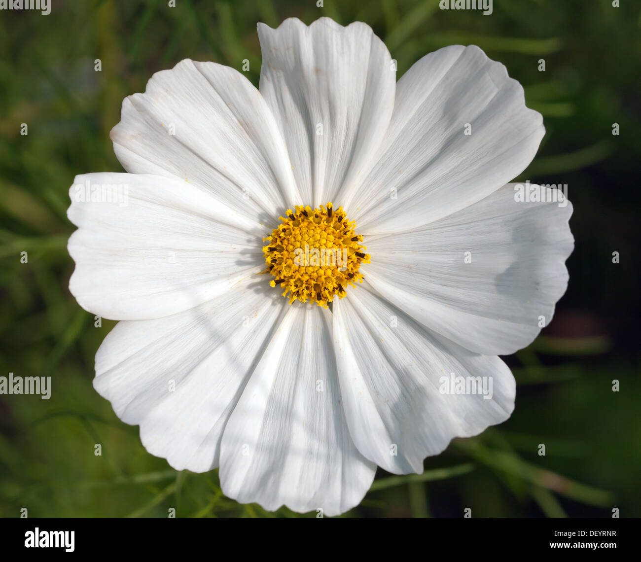 Nahaufnahme einer einzelnen Blume von einem weißen mexikanische Aster 'Sonata White' Stockfoto