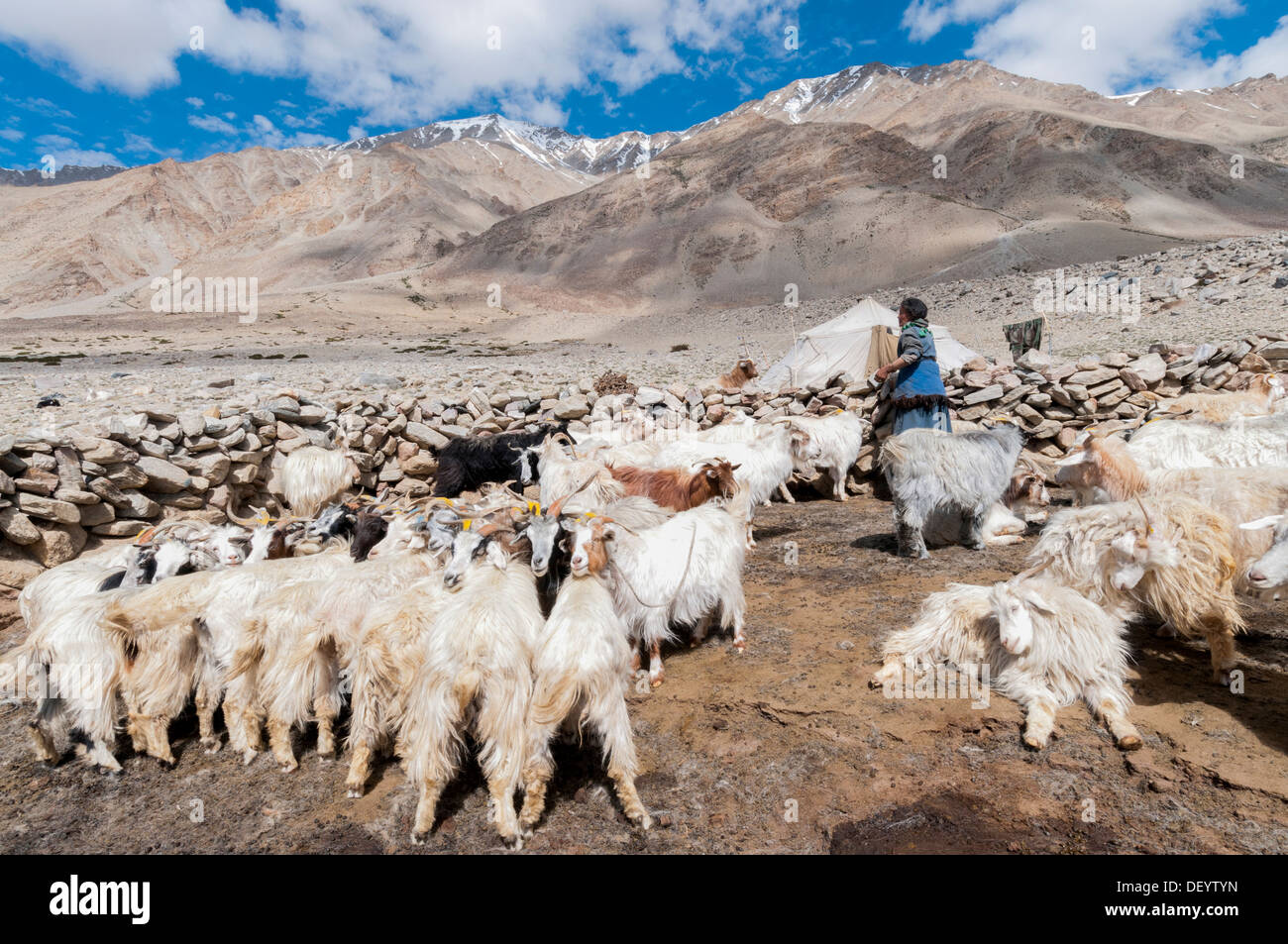 Indien, Jammu & Kashmir, Ladakh, eine Frau inmitten einer Herde von Ziegen Pashmina in der nomadischen Feldlager Dibring Dorf Stockfoto