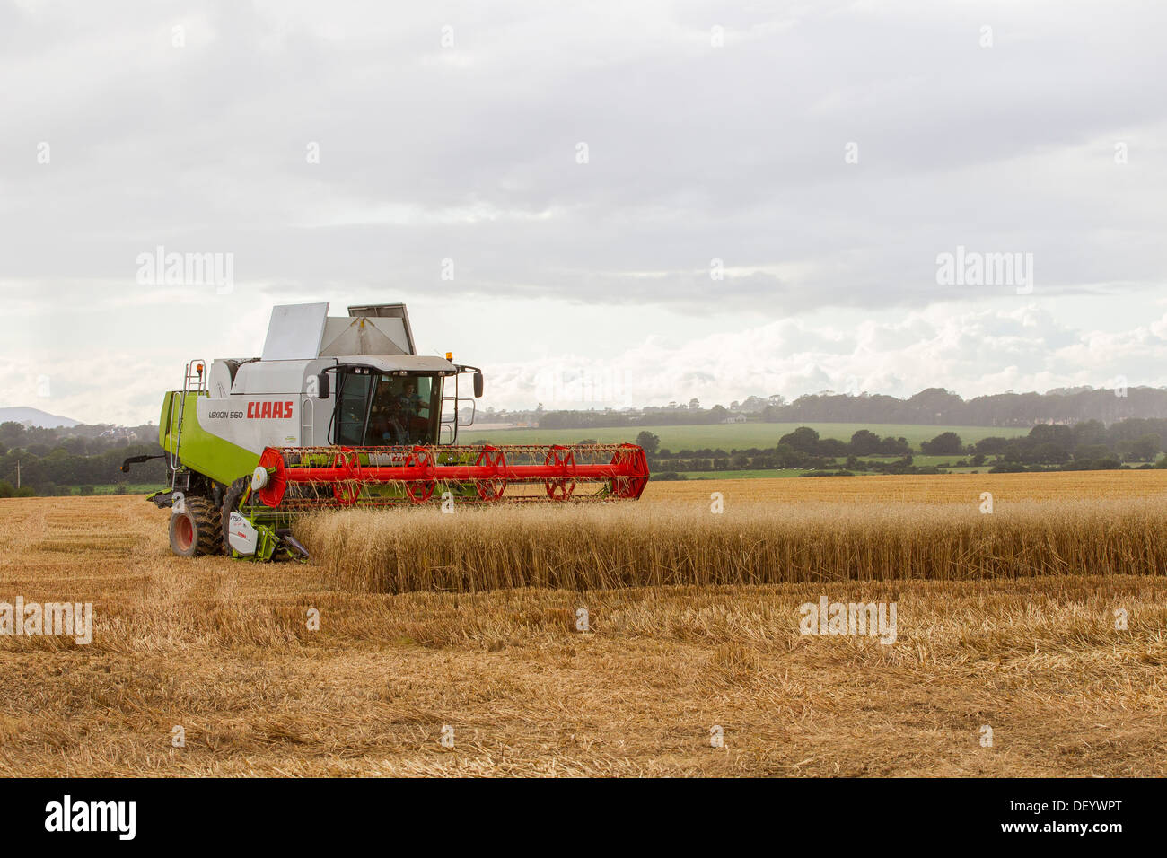 Mähdrescher Ernte Weizenernte im Feld großbritannien Stockfoto