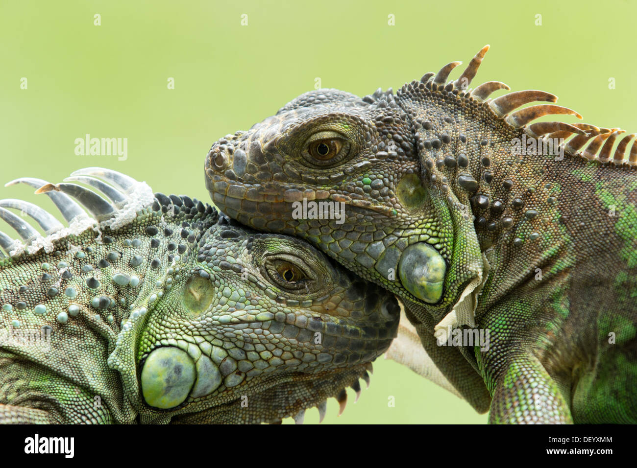 Grüner Leguan auf Ast Stockfoto