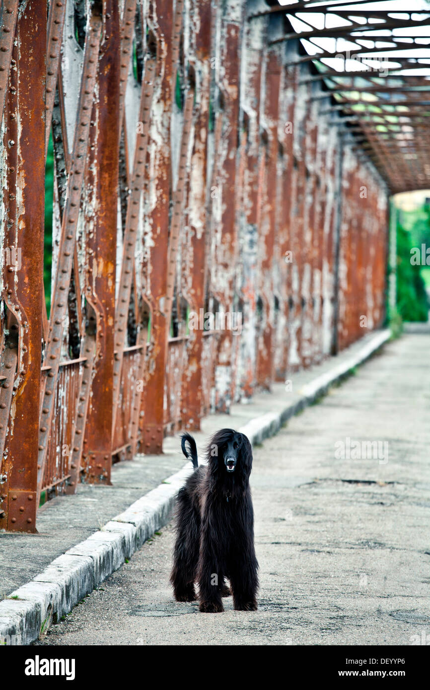 Afghanische Hund auf einer Brücke, Dordogne, Frankreich, Europa Stockfoto