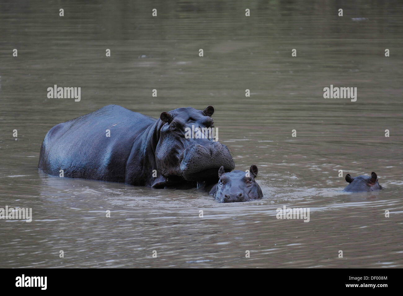 Flusspferde (Hippopotamus Amphibius), Bénoué-Nationalpark, Nord Region, Kamerun Stockfoto