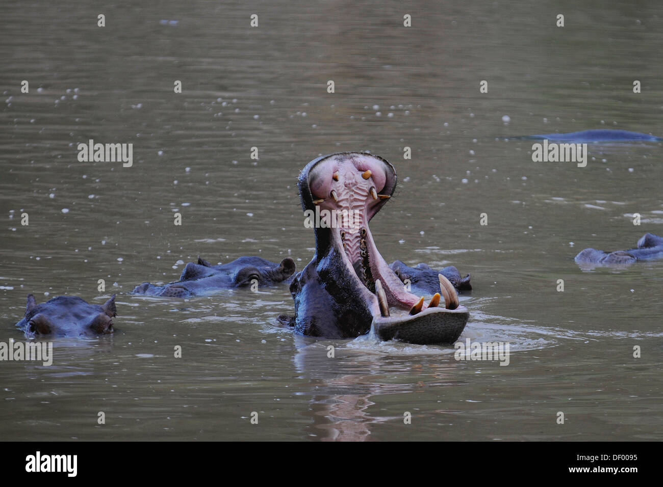 Flusspferde (Hippopotamus Amphibius), Bénoué-Nationalpark, Nord Region, Kamerun Stockfoto