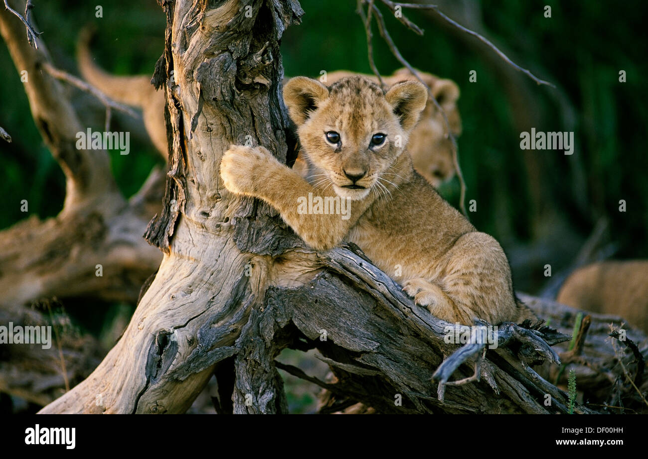 Löwe (Panthera Leo), Nossob River Nossob, Südafrika Stockfoto