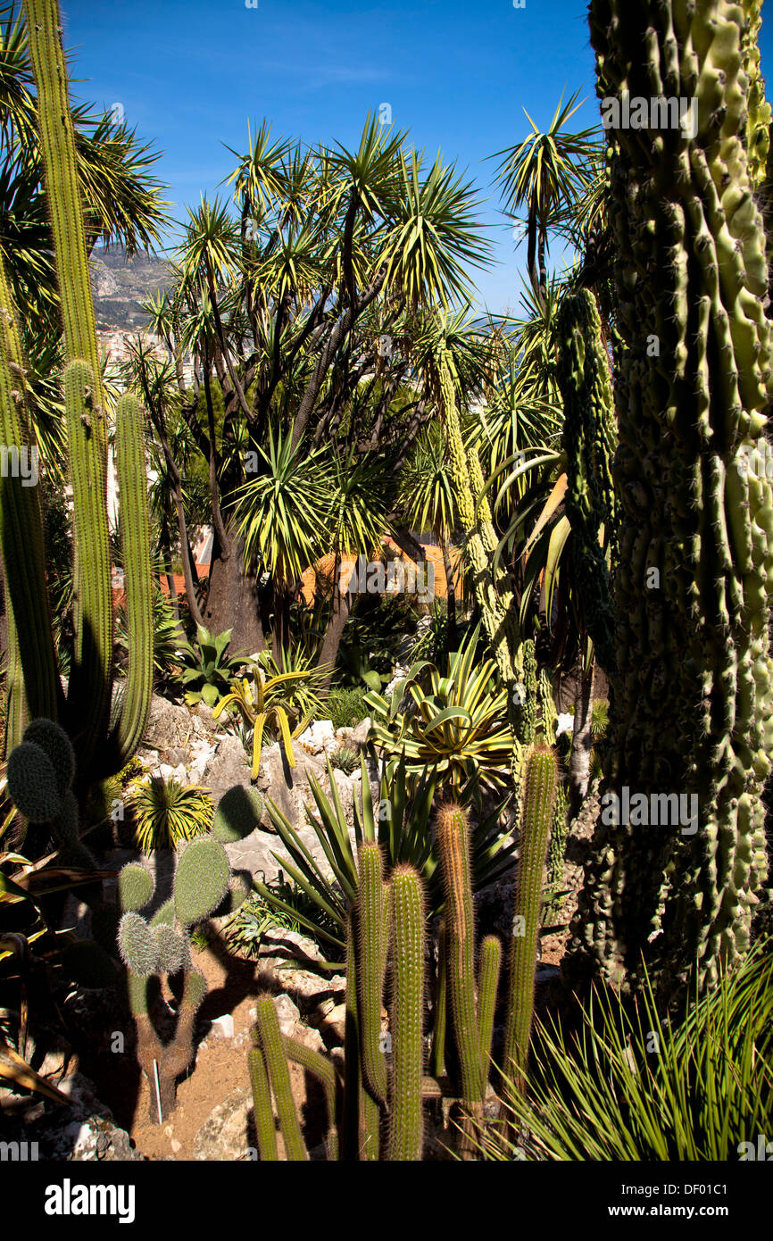 Monaco exotischen garten Fotos und Bildmaterial in hoher Auflösung