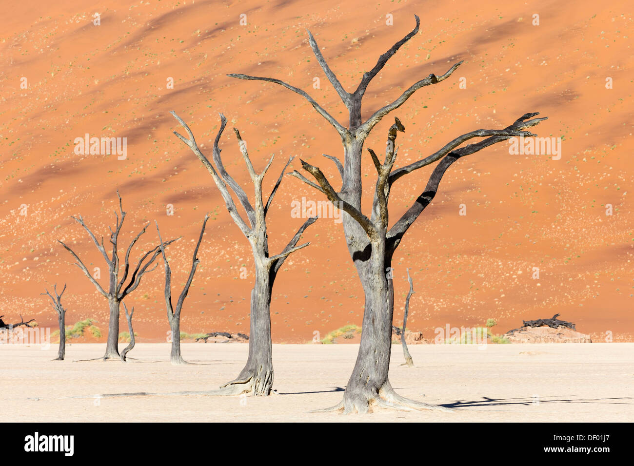 Dead Vlei, Namib-Wüste, Namibia, April 2013 Stockfoto