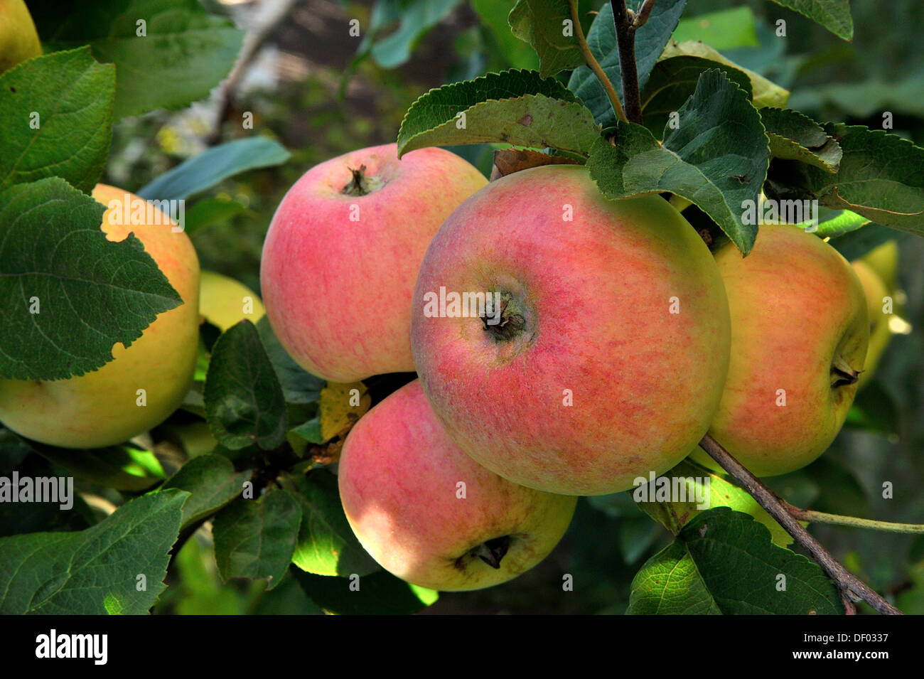 Wilde Äpfel hängen an einem Zweig Stockfoto