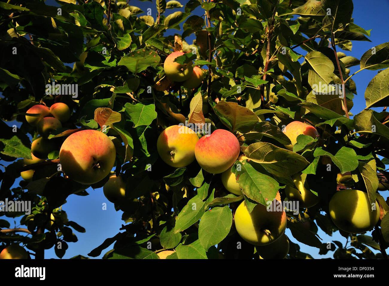 Äpfel von einem wilden Apple Ast hängen Stockfoto
