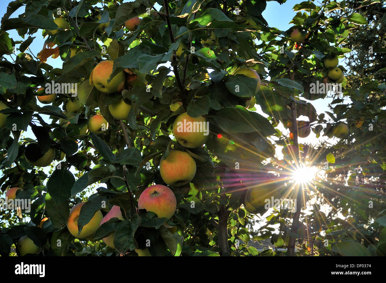 Wilde Äpfel hängen an einem Ast eines Apfelbaums Stockfoto
