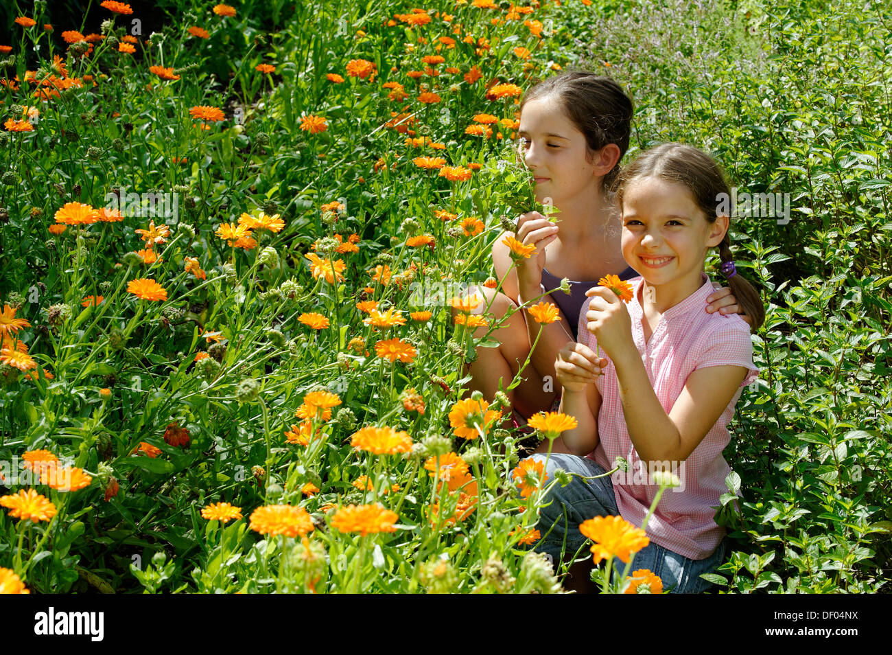 Mädchen auf einer Wiese von Ringelblumen, Kräuter-Erlebnis-Park Kraut Themenpark, Bad Heilbrunn, Loisachtal, Tölzer Land, Oberbayern Stockfoto
