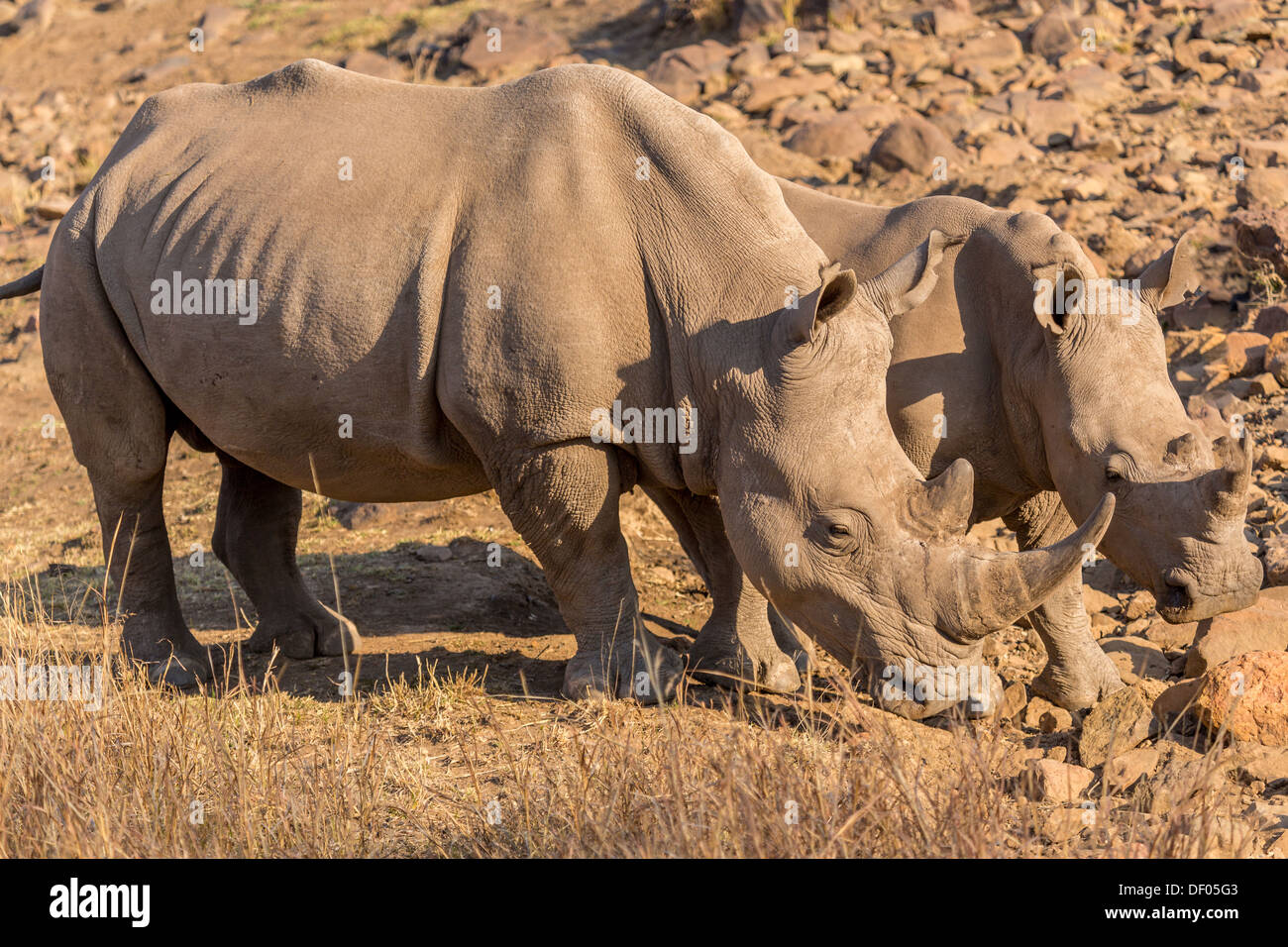 Zwei Nashörner Weide in die Trockensavanne Ländereien der Pilanesberg National Park, Südafrika Stockfoto