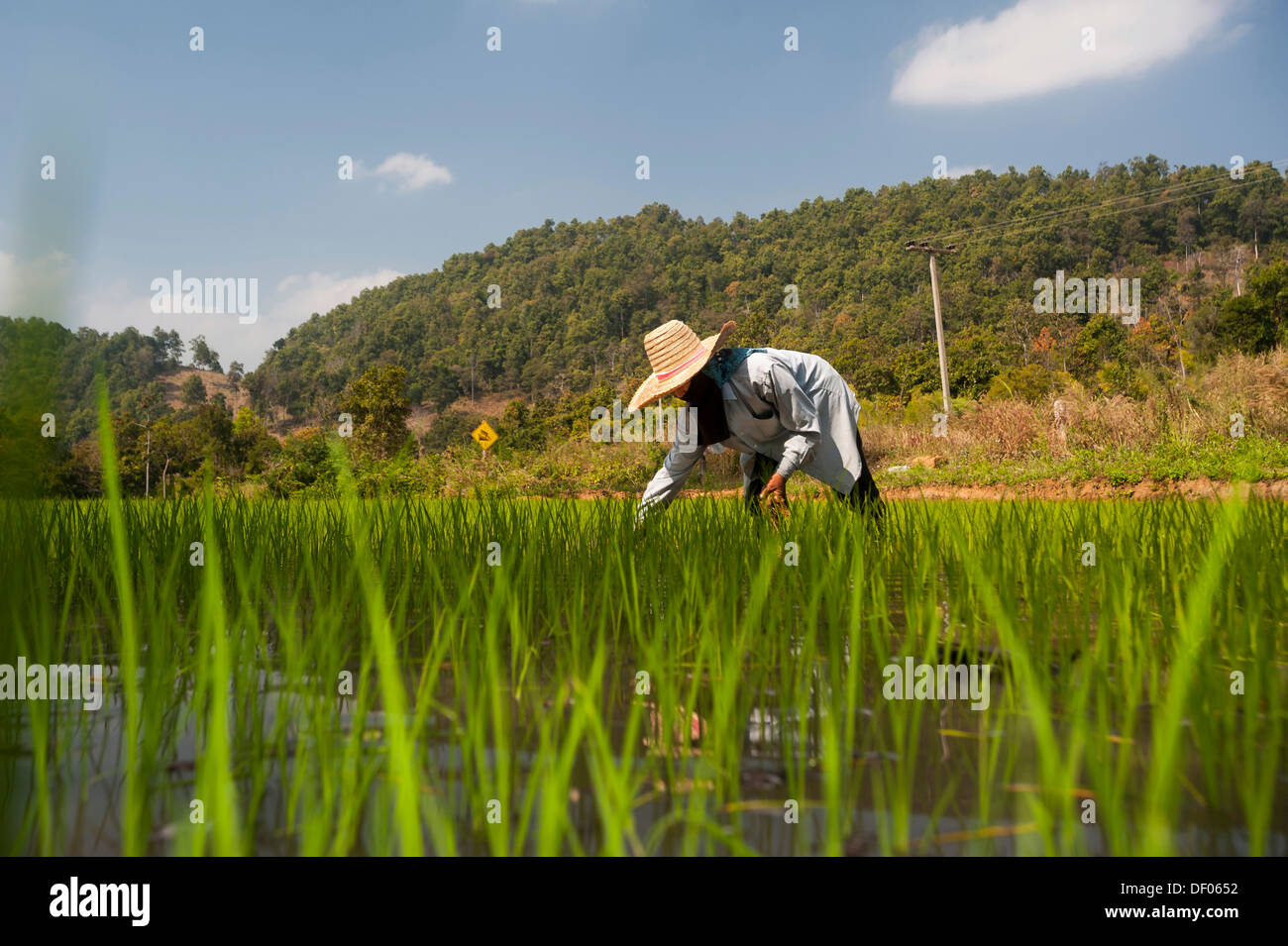 Bäuerin mit einem Hut, arbeiten in einem Reisfeld, Reispflanzen im Wasser, Reis Landwirtschaft, Nord-Thailand, Thailand, Asien Stockfoto