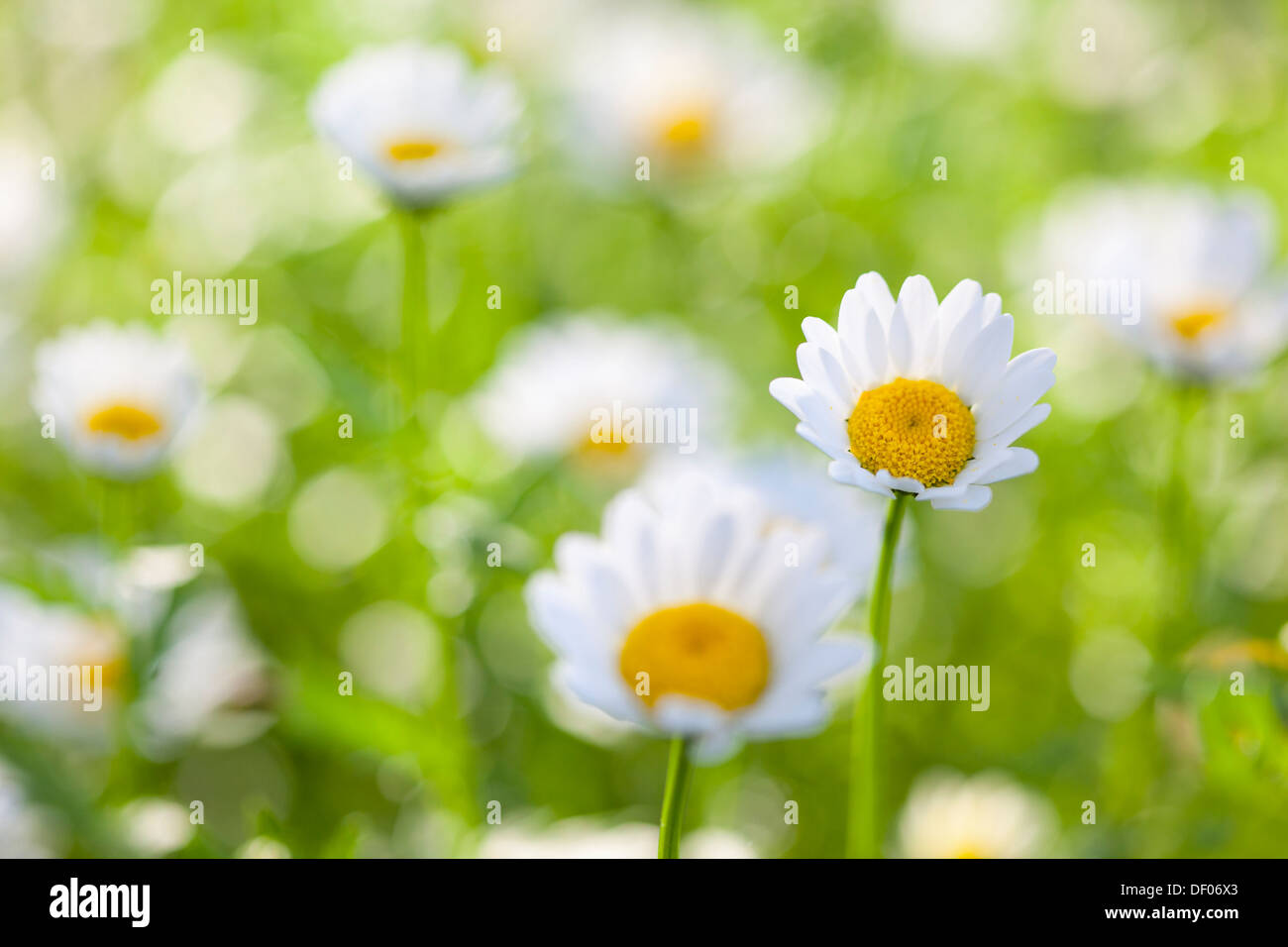 Nahaufnahme der ein Gänseblümchen in einem Feld von Blumen mit sehr geringen Schärfentiefe. Stockfoto