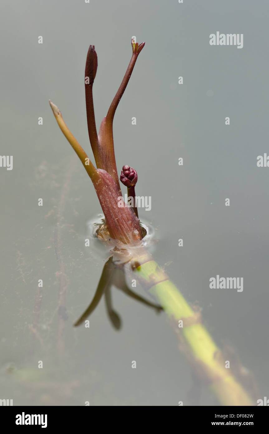 Junge Triebe und Knospen von Moor-Bean (Menyanthes Trifoliata) im Gartenteich Stockfoto