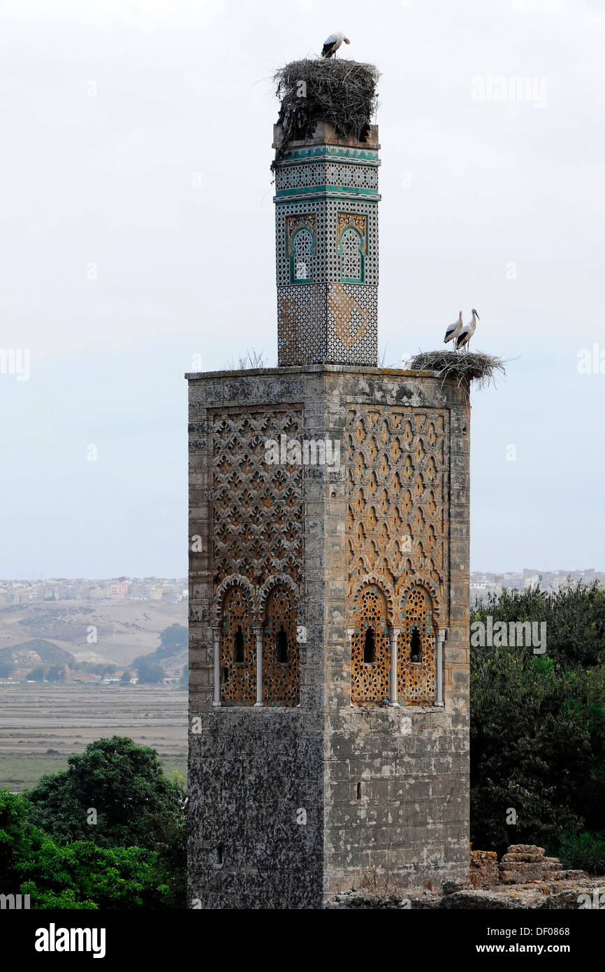 Weißstörche (Ciconia Ciconia), Storchennester auf das Minarett auf dem ehemaligen Zaouia in Marokko Meriniden-Nekropole Chellah Stockfoto